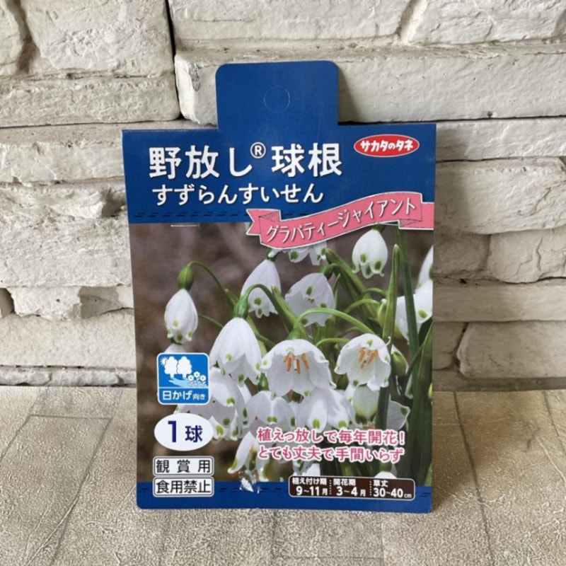 【球根】野放し球根　すずらんすいせん グラバティージャイアント 1球入り