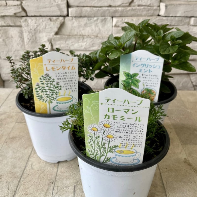 【選べるハーブ苗】3.5寸ポット