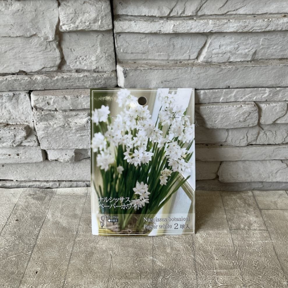 球根】白色のお花 サクシフラガ/オーニソガラム/原種ナルシッサス