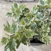 【見切品　葉数が少ない】ヘデラ　リトルスター　 3寸ポット