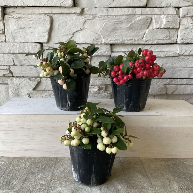 ※鉢曇摩華購入、野外標本３種セット 鉢曇摩華様専用購入、野外標本3種セット