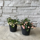 チェッカーベリー　選べる♪3色　3号ポット