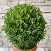 【送料無料】【予約販売】ツゲ　ウインタージェム　８号鉢