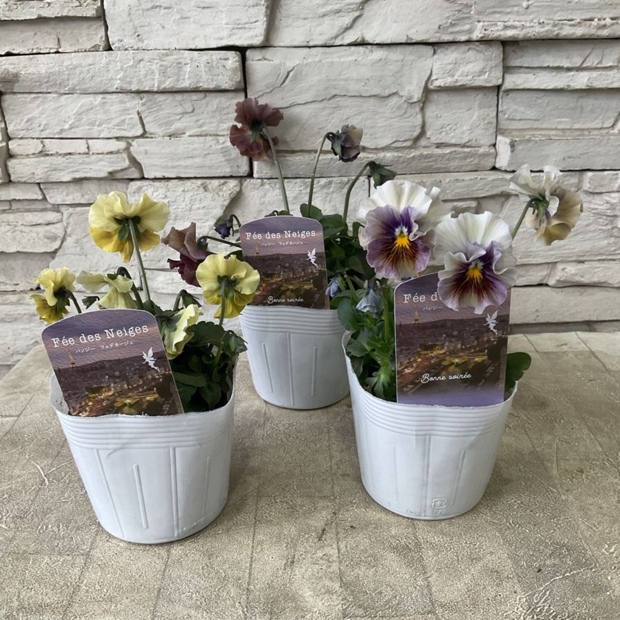 パンジー フェデネージュ 3.5寸ポット | 鉢花・花苗 | 橋本種苗園