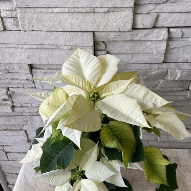 瀬戸海外輸出里帰り花台 Shimomura Kanzan / Hakuzousu | 古美術瀬戸