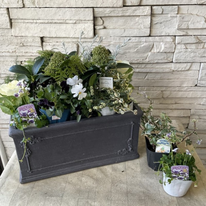 凄く種子取れます❗️実生　寄せ植え　13株　鉢のまま発送　銀冠玉 凄く種子取れます❗️実生 寄せ植え 13株 鉢のまま発送 銀冠