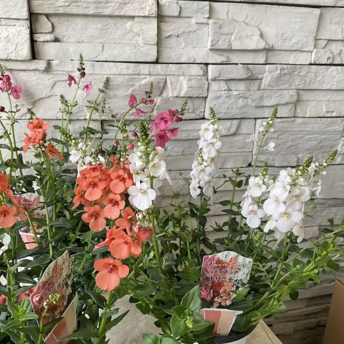 ディアシア　トリニティ　4寸ポット