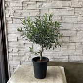 【送料無料】【SOUJU】香川県産オリーブの木　シプレッシーノ　7寸鉢　20