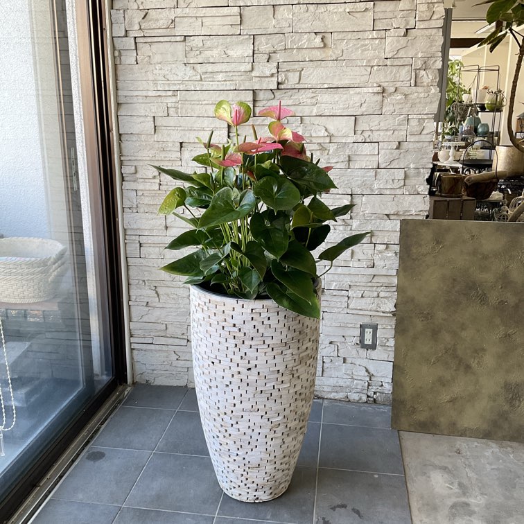 香川県高松市内配送無料】観葉植物 アンスリウム 8号 | 観葉植物