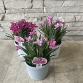 【見切品　開花花無し】アッツ桜　 3寸ポット