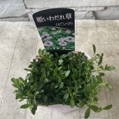 姫いわだれ草　 3寸ポット