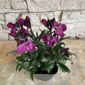 【見切品　開花花無し】チェイランサス　パープルムーン 3.5寸ポット