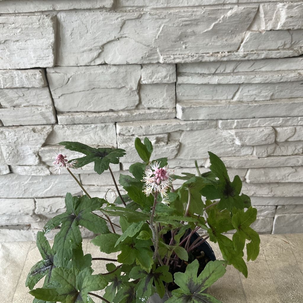 ティアレラ スプリングシンフォニー 3寸ポット | 鉢花・花苗 | 橋本