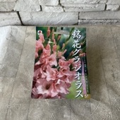 【球根】銘花グラジオラス　常花はなよめ　5球　タキイ種苗