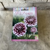 【球根】ダリア　中輪咲　エジンバラ　赤紫　1球入　タキイ種苗
