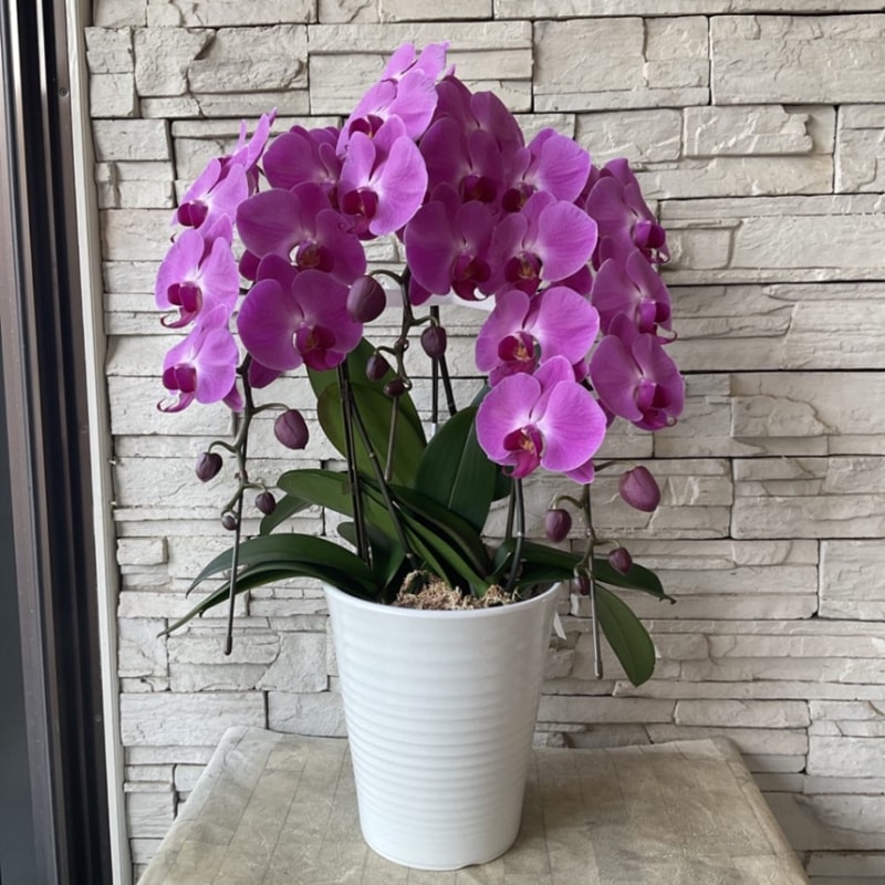 胡蝶蘭　ムーランルージュ　8寸鉢