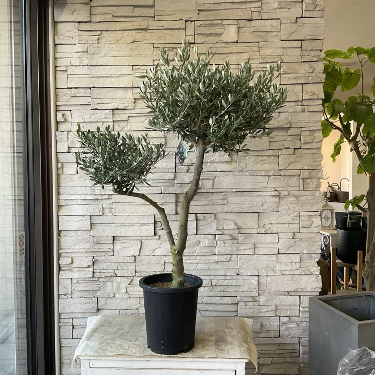 オリーブの木 | 橋本種苗園オンラインストア