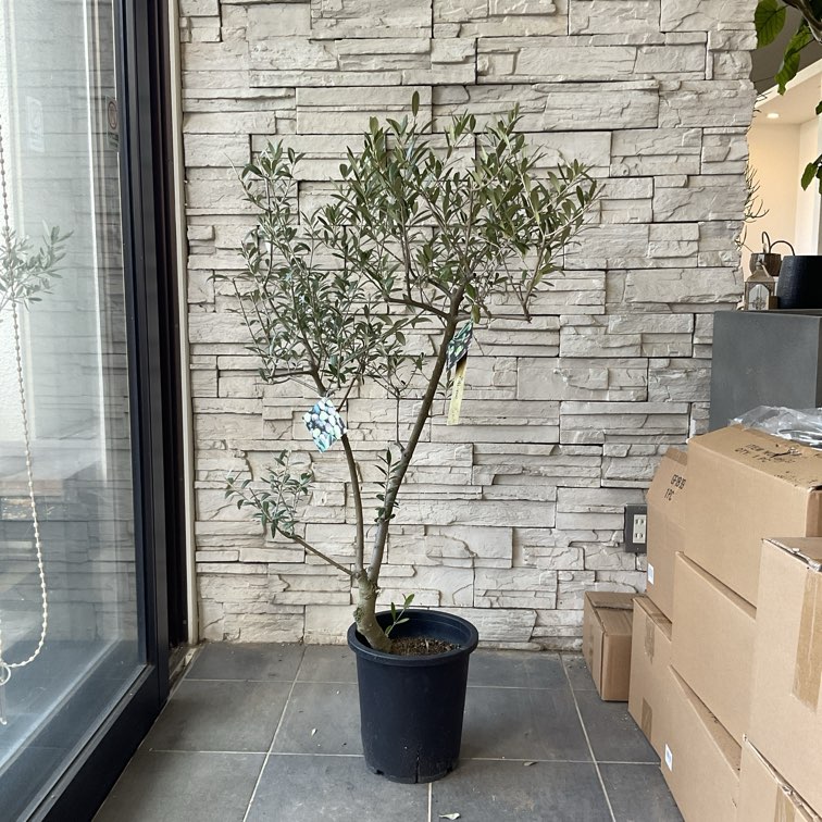 送料無料】【souju 】香川県産オリーブの木 オリーミー 8寸鉢 35