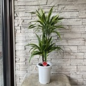 【送料無料】【観葉植物】ドラセナ　ワーネッキー　レモンライム　7寸鉢