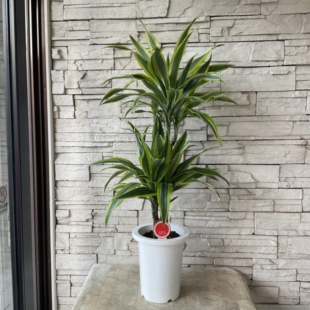 送料無料】【観葉植物】ドラセナ ワーネッキー レモンライム 7寸鉢