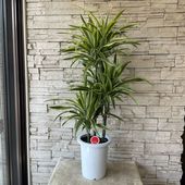 【送料無料】【観葉植物】ドラセナ　ワーネッキー　レモンライム　8寸鉢