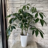 【送料無料】【観葉植物】チュピタンサス　8号鉢