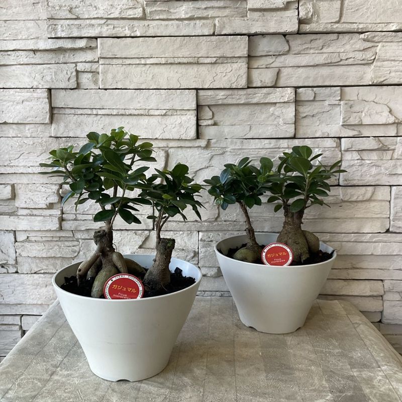 観葉植物 | 橋本種苗園オンラインストア