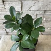 【観葉植物】ガジュマル　5寸鉢
