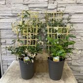ジャスミン　スターフレグランス　 選べる♪4色　5寸鉢
