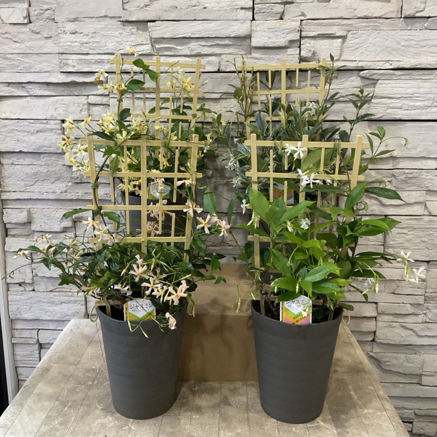 見切品 開花花無し】ジャスミン スターフレグランス 選べる♪4色 5寸鉢
