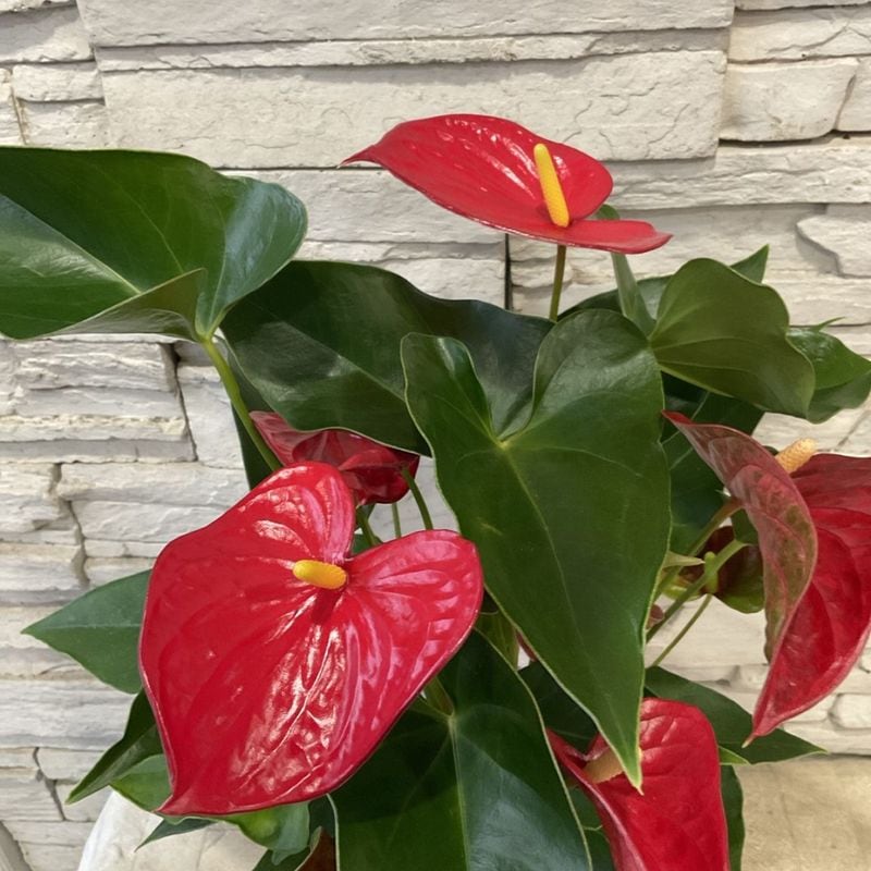 観葉植物 | 橋本種苗園オンラインストア