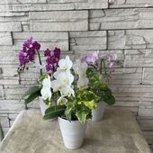 ミニ胡蝶蘭　 4.5寸鉢