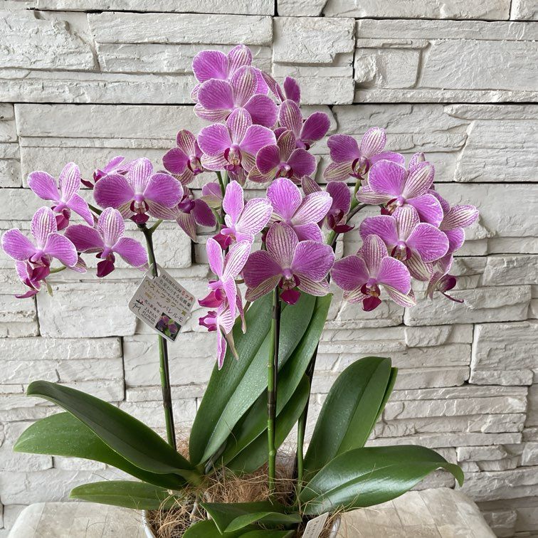 【香川県高松市内配送無料】胡蝶蘭　パレルモ　3F