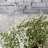 【見切品　斑入り葉が緑葉になっている】【レア植物】ピレア　ミルクブランチ ３寸ポット