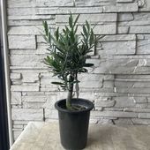【souju】香川県産オリーブの木　シプレッシーノ　5号鉢　