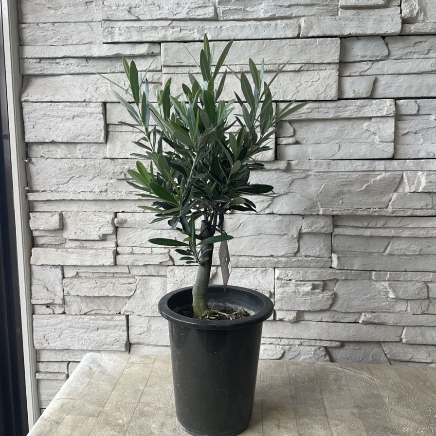 オリーブの木 SOUJU シプレッチーノ② オリーブの木 SOUJU シプレッチーノ②