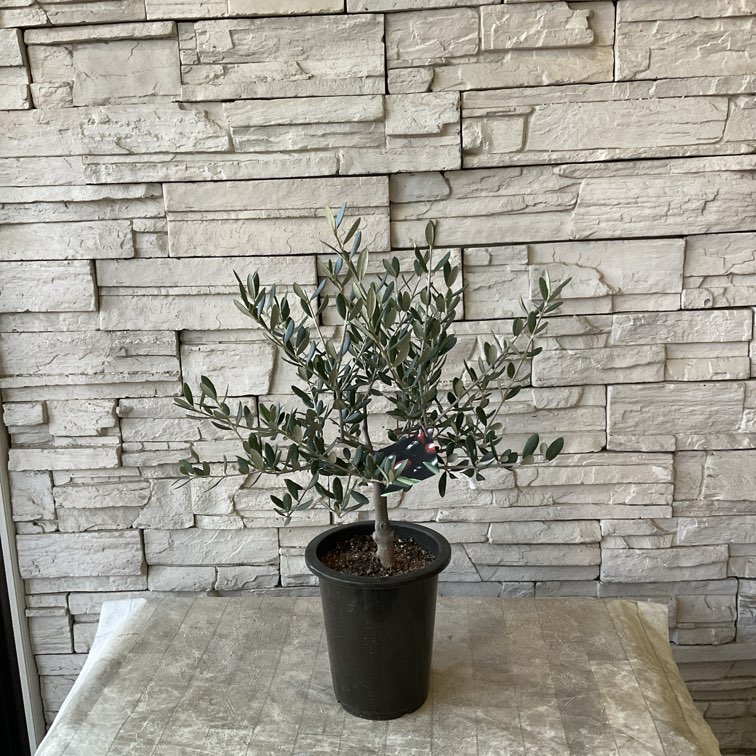 souju】香川県産オリーブの木 マンザニロ 5号鉢 76 | オリーブの木