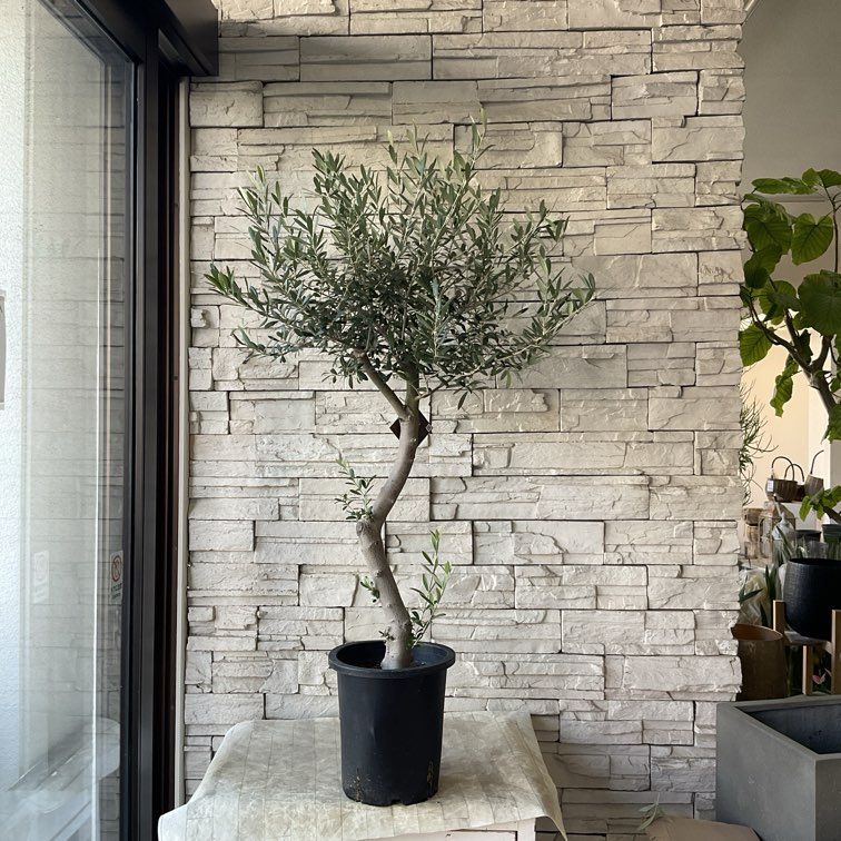 オリーブの木 | 橋本種苗園オンラインストア