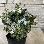 白丁花