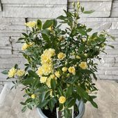 黄モッコウバラ　5号鉢