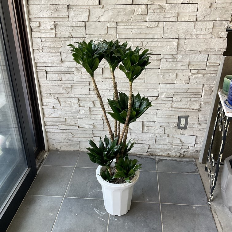 送料無料】【観葉植物】ドラセナ コンパクタ 8寸鉢 | 観葉植物