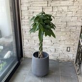 【送料無料】【観葉植物】パキラ　8号鉢