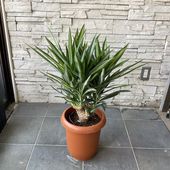 【送料無料】【観葉植物】ユッカ　シルバースター　8号鉢