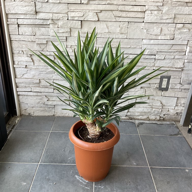 送料無料】【観葉植物】ユッカ シルバースター 8号鉢 | 観葉植物