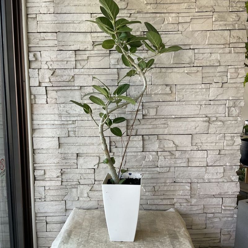 ※鉢曇摩華購入、野外標本３種セット 鉢曇摩華様専用購入、野外標本3種セット