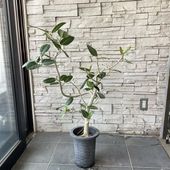 【送料無料】【観葉植物】ベンガレンシスゴム　7号鉢
