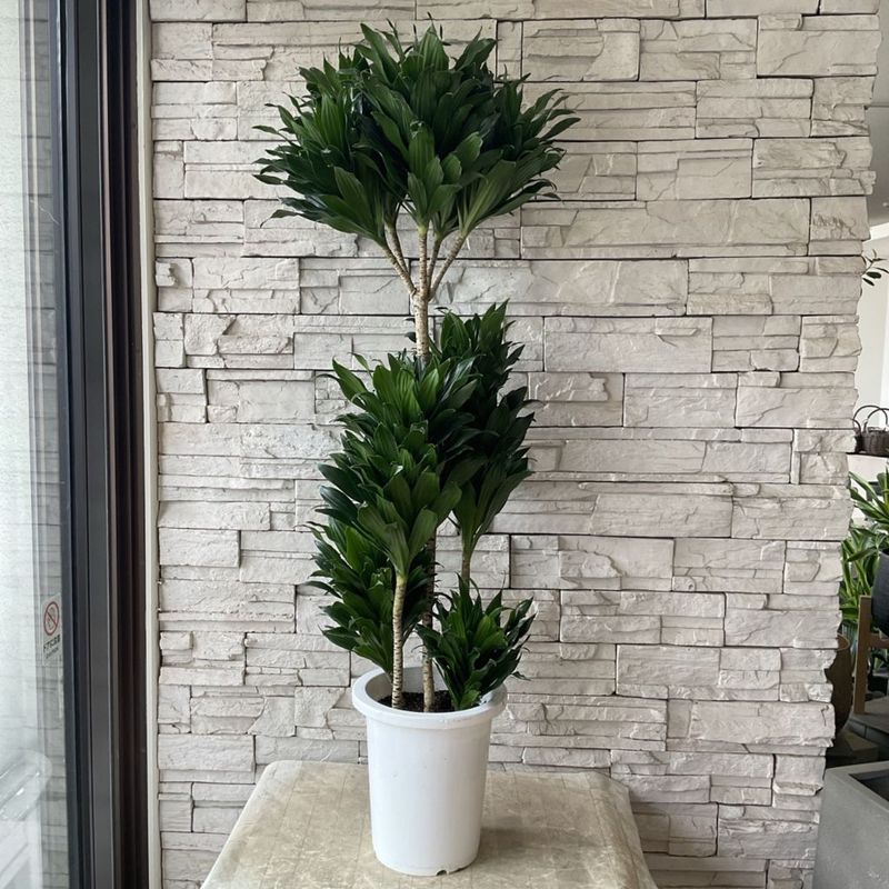 【送料無料】【観葉植物】ドラセナコンパクタ　8号鉢