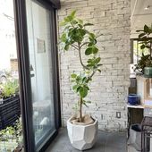 【香川県高松市内配送無料】【観葉植物】　アルテシーマゴム　10号