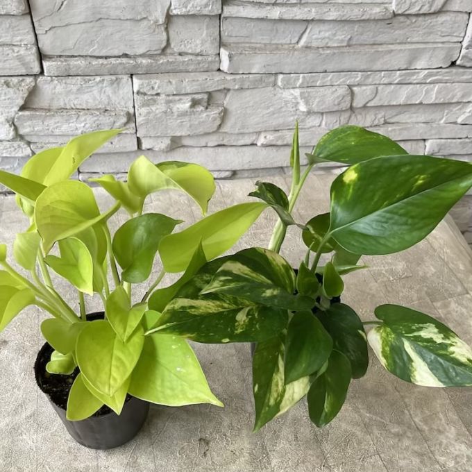 【観葉植物】ポトス　9cmポット