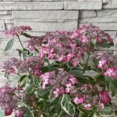山紫陽花　御殿場錦（ゴテンバニシキ）　5寸鉢　